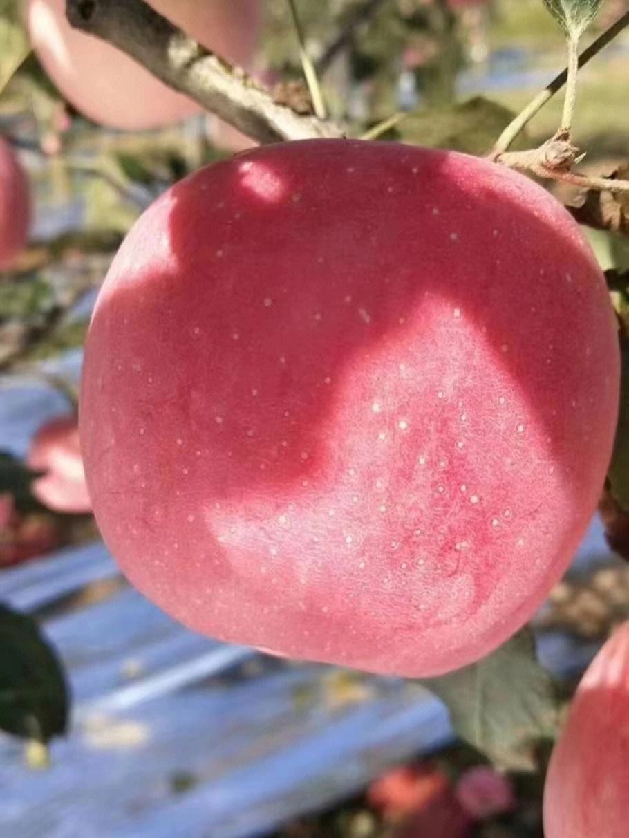 洛川苹果新闻2017洛川苹果和烟台苹果哪个好