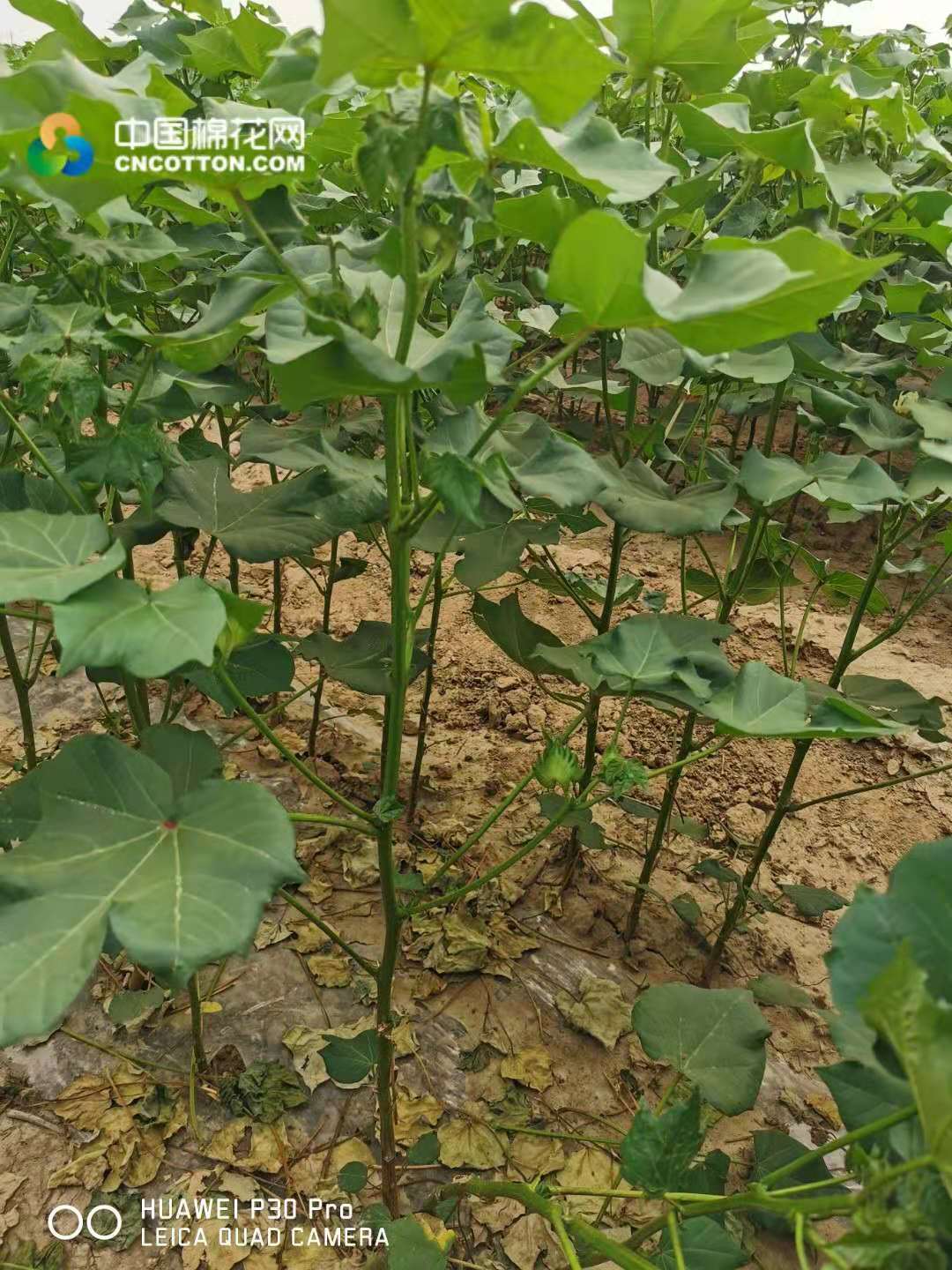 郑棉交易客户端手机版郑州棉花现货交易市场app